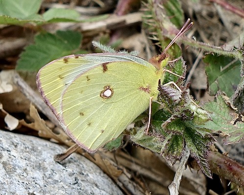 Berger's clouded yellow